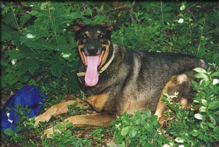 buster-bigtongue-profile-frissell.jpg (45779 bytes)