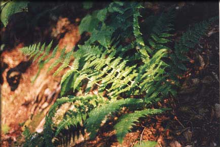 ferns-greylock.jpg (41756 bytes)