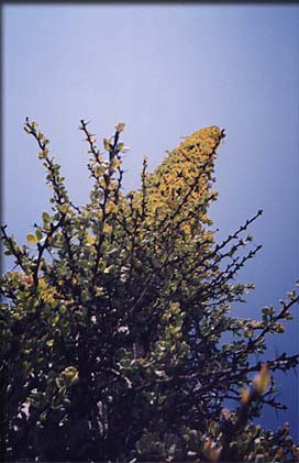 cirrio_tree_01.jpg (22941 bytes)