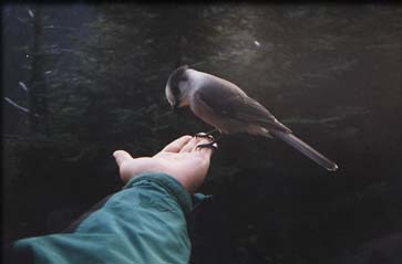 eatFromMyHand_01.jpg (7219 bytes)