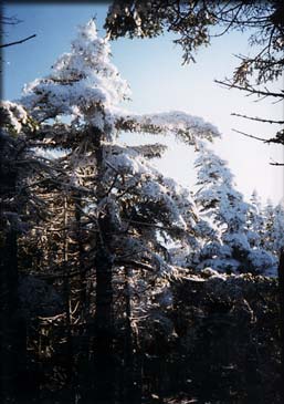 frostTops_01.jpg (22898 bytes)