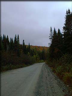 logging_road.jpg (9163 bytes)