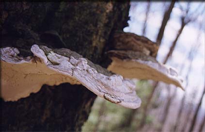 shrooms_01.jpg (14648 bytes)