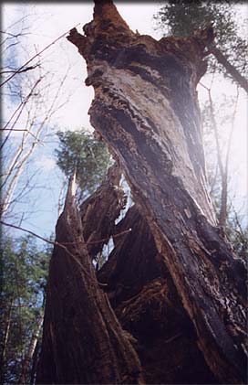 twister_01.jpg (23988 bytes)